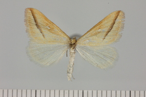  ( - BC_ZSM_Lep_121383)  @11 [ ] by-nc-sa (2025) SNSB, Staatliche Naturwissenschaftliche Sammlungen Bayerns ZSM (SNSB, Zoologische Staatssammlung Muenchen)