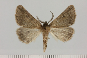  (Aethiopodes cf. staudei - BC_ZSM_Lep_121392)  @11 [ ] by-nc-sa (2025) SNSB, Staatliche Naturwissenschaftliche Sammlungen Bayerns ZSM (SNSB, Zoologische Staatssammlung Muenchen)