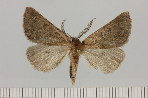  (Aethiopodes staudei - BC_ZSM_Lep_121405)  @11 [ ] by-nc-sa (2025) SNSB, Staatliche Naturwissenschaftliche Sammlungen Bayerns ZSM (SNSB, Zoologische Staatssammlung Muenchen)