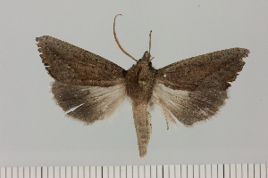  (Mauna cf. filia - BC_ZSM_Lep_121414)  @11 [ ] by-nc-sa (2025) SNSB, Staatliche Naturwissenschaftliche Sammlungen Bayerns ZSM (SNSB, Zoologische Staatssammlung Muenchen)