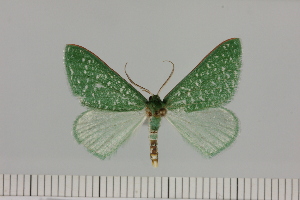  (Prosomphax cf. callista - BC_ZSM_Lep_121417)  @11 [ ] by-nc-sa (2025) SNSB, Staatliche Naturwissenschaftliche Sammlungen Bayerns ZSM (SNSB, Zoologische Staatssammlung Muenchen)