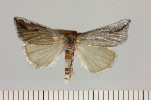  ( - BC_ZSM_Lep_121419)  @11 [ ] by-nc-sa (2025) SNSB, Staatliche Naturwissenschaftliche Sammlungen Bayerns ZSM (SNSB, Zoologische Staatssammlung Muenchen)
