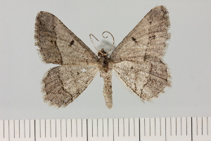  (Chiasmia cf. semitecta - BC_ZSM_Lep_121429)  @11 [ ] by-nc-sa (2025) SNSB, Staatliche Naturwissenschaftliche Sammlungen Bayerns ZSM (SNSB, Zoologische Staatssammlung Muenchen)