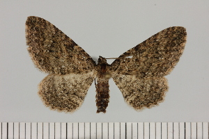  (Horisme cf. obscurata - BC_ZSM_Lep_121434)  @11 [ ] by-nc-sa (2025) SNSB, Staatliche Naturwissenschaftliche Sammlungen Bayerns ZSM (SNSB, Zoologische Staatssammlung Muenchen)