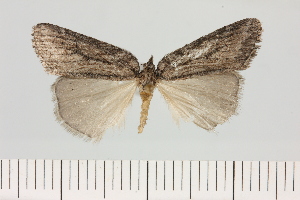  (Crambometra cf obfuscata - BC_ZSM_Lep_121435)  @11 [ ] by-nc-sa (2025) SNSB, Staatliche Naturwissenschaftliche Sammlungen Bayerns ZSM (SNSB, Zoologische Staatssammlung Muenchen)