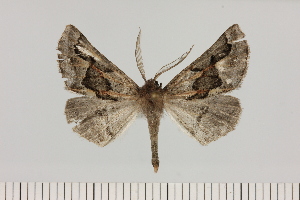  (Axiodes cf. intricata - BC_ZSM_Lep_121445)  @11 [ ] by-nc-sa (2025) SNSB, Staatliche Naturwissenschaftliche Sammlungen Bayerns ZSM (SNSB, Zoologische Staatssammlung Muenchen)