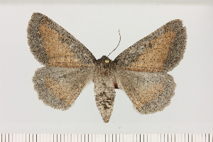  ( - BC_ZSM_Lep_121453)  @11 [ ] by-nc-sa (2025) SNSB, Staatliche Naturwissenschaftliche Sammlungen Bayerns ZSM (SNSB, Zoologische Staatssammlung Muenchen)