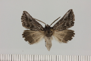  (Pareclipsis cf. leptophyes - BC_ZSM_Lep_121456)  @11 [ ] by-nc-sa (2025) SNSB, Staatliche Naturwissenschaftliche Sammlungen Bayerns ZSM (SNSB, Zoologische Staatssammlung Muenchen)