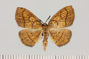  ( - BC_ZSM_Lep_121458)  @11 [ ] by-nc-sa (2025) SNSB, Staatliche Naturwissenschaftliche Sammlungen Bayerns ZSM (SNSB, Zoologische Staatssammlung Muenchen)