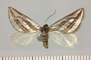  ( - BC_ZSM_Lep_121459)  @11 [ ] by-nc-sa (2025) SNSB, Staatliche Naturwissenschaftliche Sammlungen Bayerns ZSM (SNSB, Zoologische Staatssammlung Muenchen)