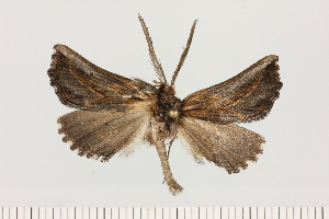  (Axiodes cf. xylophanes - BC_ZSM_Lep_121461)  @11 [ ] by-nc-sa (2025) SNSB, Staatliche Naturwissenschaftliche Sammlungen Bayerns ZSM (SNSB, Zoologische Staatssammlung Muenchen)