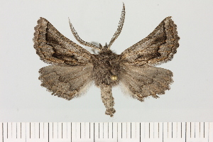  (Axiodes cf. angulilinea - BC_ZSM_Lep_121465)  @11 [ ] by-nc-sa (2025) SNSB, Staatliche Naturwissenschaftliche Sammlungen Bayerns ZSM (SNSB, Zoologische Staatssammlung Muenchen)