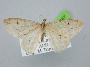  (Inurois punctigera - BC_ZSM_Lep_121467)  @11 [ ] by-nc-sa (2025) SNSB, Staatliche Naturwissenschaftliche Sammlungen Bayerns ZSM (SNSB, Zoologische Staatssammlung Muenchen)