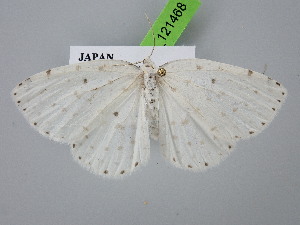  (Myrteta punctata - BC_ZSM_Lep_121468)  @11 [ ] by-nc-sa (2025) SNSB, Staatliche Naturwissenschaftliche Sammlungen Bayerns ZSM (SNSB, Zoologische Staatssammlung Muenchen)