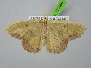  (Aracima muscosa - BC_ZSM_Lep_121469)  @11 [ ] by-nc-sa (2025) SNSB, Staatliche Naturwissenschaftliche Sammlungen Bayerns ZSM (SNSB, Zoologische Staatssammlung Muenchen)