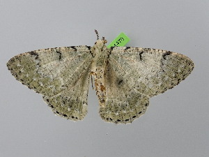  (Pachista superans - BC_ZSM_Lep_121470)  @11 [ ] by-nc-sa (2025) SNSB, Staatliche Naturwissenschaftliche Sammlungen Bayerns ZSM (SNSB, Zoologische Staatssammlung Muenchen)