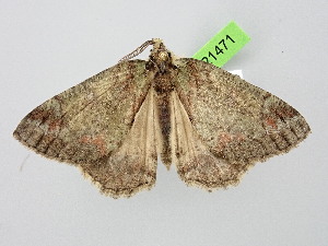  (Dindica virescens - BC_ZSM_Lep_121471)  @11 [ ] by-nc-sa (2025) SNSB, Staatliche Naturwissenschaftliche Sammlungen Bayerns ZSM (SNSB, Zoologische Staatssammlung Muenchen)