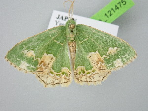  (Eucyclodes difficta - BC_ZSM_Lep_121475)  @11 [ ] by-nc-sa (2025) SNSB, Staatliche Naturwissenschaftliche Sammlungen Bayerns ZSM (SNSB, Zoologische Staatssammlung Muenchen)