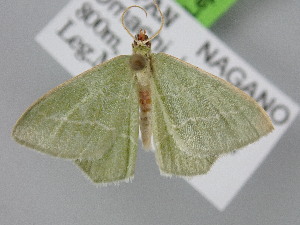  ( - BC_ZSM_Lep_121476)  @11 [ ] by-nc-sa (2025) SNSB, Staatliche Naturwissenschaftliche Sammlungen Bayerns ZSM (SNSB, Zoologische Staatssammlung Muenchen)