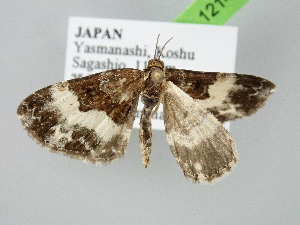  ( - BC_ZSM_Lep_121482)  @11 [ ] by-nc-sa (2025) SNSB, Staatliche Naturwissenschaftliche Sammlungen Bayerns ZSM (SNSB, Zoologische Staatssammlung Muenchen)