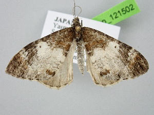  (Dysstroma cinereata japonica - BC_ZSM_Lep_121502)  @11 [ ] by-nc-sa (2025) SNSB, Staatliche Naturwissenschaftliche Sammlungen Bayerns ZSM (SNSB, Zoologische Staatssammlung Muenchen)