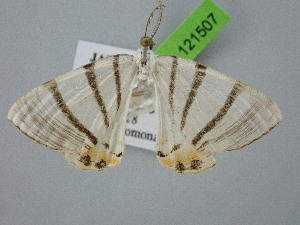  ( - BC_ZSM_Lep_121507)  @11 [ ] by-nc-sa (2025) SNSB, Staatliche Naturwissenschaftliche Sammlungen Bayerns ZSM (SNSB, Zoologische Staatssammlung Muenchen)