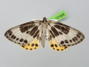  ( - BC_ZSM_Lep_121508)  @11 [ ] by-nc-sa (2025) SNSB, Staatliche Naturwissenschaftliche Sammlungen Bayerns ZSM (SNSB, Zoologische Staatssammlung Muenchen)