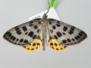  ( - BC_ZSM_Lep_121509)  @11 [ ] by-nc-sa (2025) SNSB, Staatliche Naturwissenschaftliche Sammlungen Bayerns ZSM (SNSB, Zoologische Staatssammlung Muenchen)