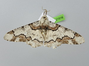  ( - BC_ZSM_Lep_121516)  @11 [ ] by-nc-sa (2025) SNSB, Staatliche Naturwissenschaftliche Sammlungen Bayerns ZSM (SNSB, Zoologische Staatssammlung Muenchen)