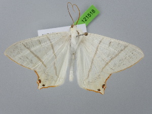  ( - BC_ZSM_Lep_121518)  @11 [ ] by-nc-sa (2025) SNSB, Staatliche Naturwissenschaftliche Sammlungen Bayerns ZSM (SNSB, Zoologische Staatssammlung Muenchen)