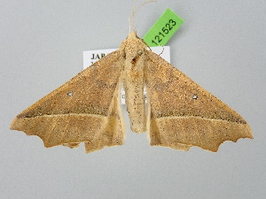  ( - BC_ZSM_Lep_121523)  @11 [ ] by-nc-sa (2025) SNSB, Staatliche Naturwissenschaftliche Sammlungen Bayerns ZSM (SNSB, Zoologische Staatssammlung Muenchen)