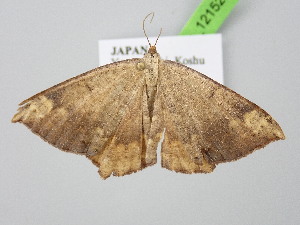  ( - BC_ZSM_Lep_121525)  @11 [ ] by-nc-sa (2025) SNSB, Staatliche Naturwissenschaftliche Sammlungen Bayerns ZSM (SNSB, Zoologische Staatssammlung Muenchen)