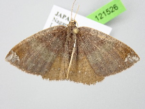  ( - BC_ZSM_Lep_121526)  @11 [ ] by-nc-sa (2025) SNSB, Staatliche Naturwissenschaftliche Sammlungen Bayerns ZSM (SNSB, Zoologische Staatssammlung Muenchen)