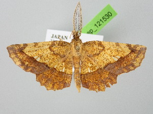  ( - BC_ZSM_Lep_121530)  @11 [ ] by-nc-sa (2025) SNSB, Staatliche Naturwissenschaftliche Sammlungen Bayerns ZSM (SNSB, Zoologische Staatssammlung Muenchen)