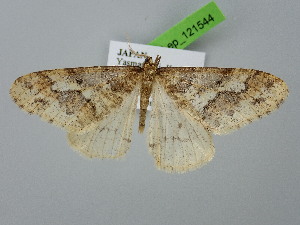  ( - BC_ZSM_Lep_121544)  @11 [ ] by-nc-sa (2025) SNSB, Staatliche Naturwissenschaftliche Sammlungen Bayerns ZSM (SNSB, Zoologische Staatssammlung Muenchen)