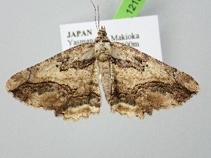  ( - BC_ZSM_Lep_121545)  @11 [ ] by-nc-sa (2025) SNSB, Staatliche Naturwissenschaftliche Sammlungen Bayerns ZSM (SNSB, Zoologische Staatssammlung Muenchen)