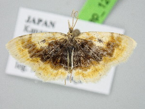  ( - BC_ZSM_Lep_121547)  @11 [ ] by-nc-sa (2025) SNSB, Staatliche Naturwissenschaftliche Sammlungen Bayerns ZSM (SNSB, Zoologische Staatssammlung Muenchen)