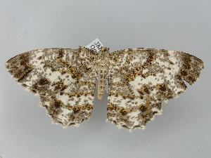  (Elphos insueta - BC_ZSM_Lep_121550)  @11 [ ] by-nc-sa (2025) SNSB, Staatliche Naturwissenschaftliche Sammlungen Bayerns ZSM (SNSB, Zoologische Staatssammlung Muenchen)