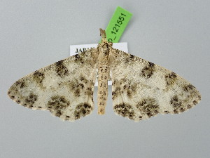  ( - BC_ZSM_Lep_121551)  @11 [ ] by-nc-sa (2025) SNSB, Staatliche Naturwissenschaftliche Sammlungen Bayerns ZSM (SNSB, Zoologische Staatssammlung Muenchen)