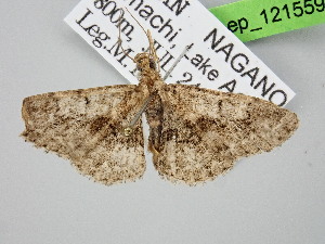  ( - BC_ZSM_Lep_121559)  @11 [ ] by-nc-sa (2025) SNSB, Staatliche Naturwissenschaftliche Sammlungen Bayerns ZSM (SNSB, Zoologische Staatssammlung Muenchen)