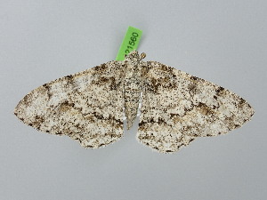  ( - BC_ZSM_Lep_121560)  @11 [ ] by-nc-sa (2025) SNSB, Staatliche Naturwissenschaftliche Sammlungen Bayerns ZSM (SNSB, Zoologische Staatssammlung Muenchen)