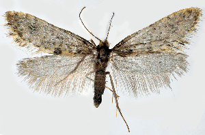  ( - BC_ZSM_Lep_121563)  @11 [ ] by-nc-sa (2025) SNSB, Staatliche Naturwissenschaftliche Sammlungen Bayerns ZSM (SNSB, Zoologische Staatssammlung Muenchen)