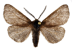 ( - BC_ZSM_Lep_121564)  @11 [ ] by-nc-sa (2025) SNSB, Staatliche Naturwissenschaftliche Sammlungen Bayerns ZSM (SNSB, Zoologische Staatssammlung Muenchen)