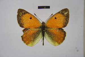 (Colias delshade - BC_ZSM_Lep_121572)  @11 [ ] by-nc-sa (2025) SNSB, Staatliche Naturwissenschaftliche Sammlungen Bayerns ZSM (SNSB, Zoologische Staatssammlung Muenchen)