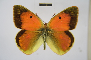  (Colias romanovi - BC_ZSM_Lep_121574)  @11 [ ] by-nc-sa (2025) SNSB, Staatliche Naturwissenschaftliche Sammlungen Bayerns ZSM (SNSB, Zoologische Staatssammlung Muenchen)