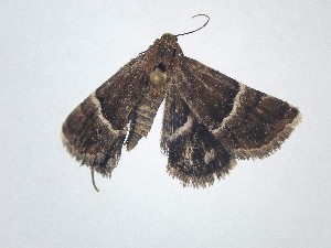  ( - BC_ZSM_Lep_121575)  @11 [ ] by-nc-sa (2025) SNSB, Staatliche Naturwissenschaftliche Sammlungen Bayerns ZSM (SNSB, Zoologische Staatssammlung Muenchen)