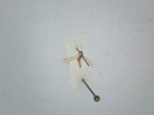  ( - BC_ZSM_Lep_121604)  @11 [ ] by-nc-sa (2025) SNSB, Staatliche Naturwissenschaftliche Sammlungen Bayerns ZSM (SNSB, Zoologische Staatssammlung Muenchen)