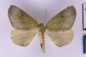  ( - BC_ZSM_Lep_121608)  @11 [ ] by-nc-sa (2025) SNSB, Staatliche Naturwissenschaftliche Sammlungen Bayerns ZSM (SNSB, Zoologische Staatssammlung Muenchen)