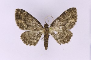  ( - BC_ZSM_Lep_121614)  @11 [ ] by-nc-sa (2025) SNSB, Staatliche Naturwissenschaftliche Sammlungen Bayerns ZSM (SNSB, Zoologische Staatssammlung Muenchen)