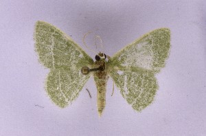  (Chlorissa cf. articulicornis - BC_ZSM_Lep_121617)  @11 [ ] by-nc-sa (2025) SNSB, Staatliche Naturwissenschaftliche Sammlungen Bayerns ZSM (SNSB, Zoologische Staatssammlung Muenchen)